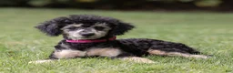 Miniature Poodle dogs for sale: Misty Miniature Poodle  - Ad 1