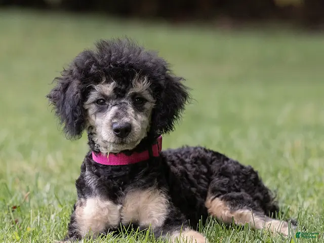 Miniature Poodle dogs for sale: Misty Miniature Poodle - Ad 1