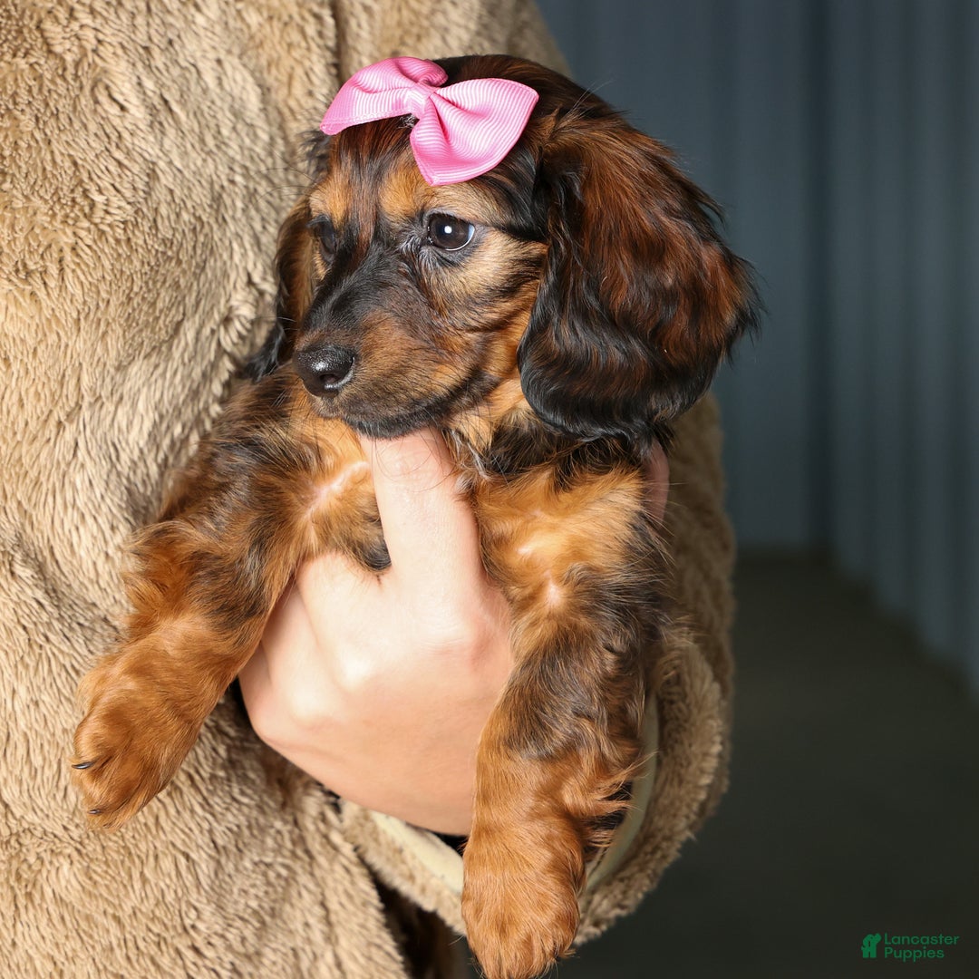 Miniature Dachshund dogs for sale: Fiona - Ad 2