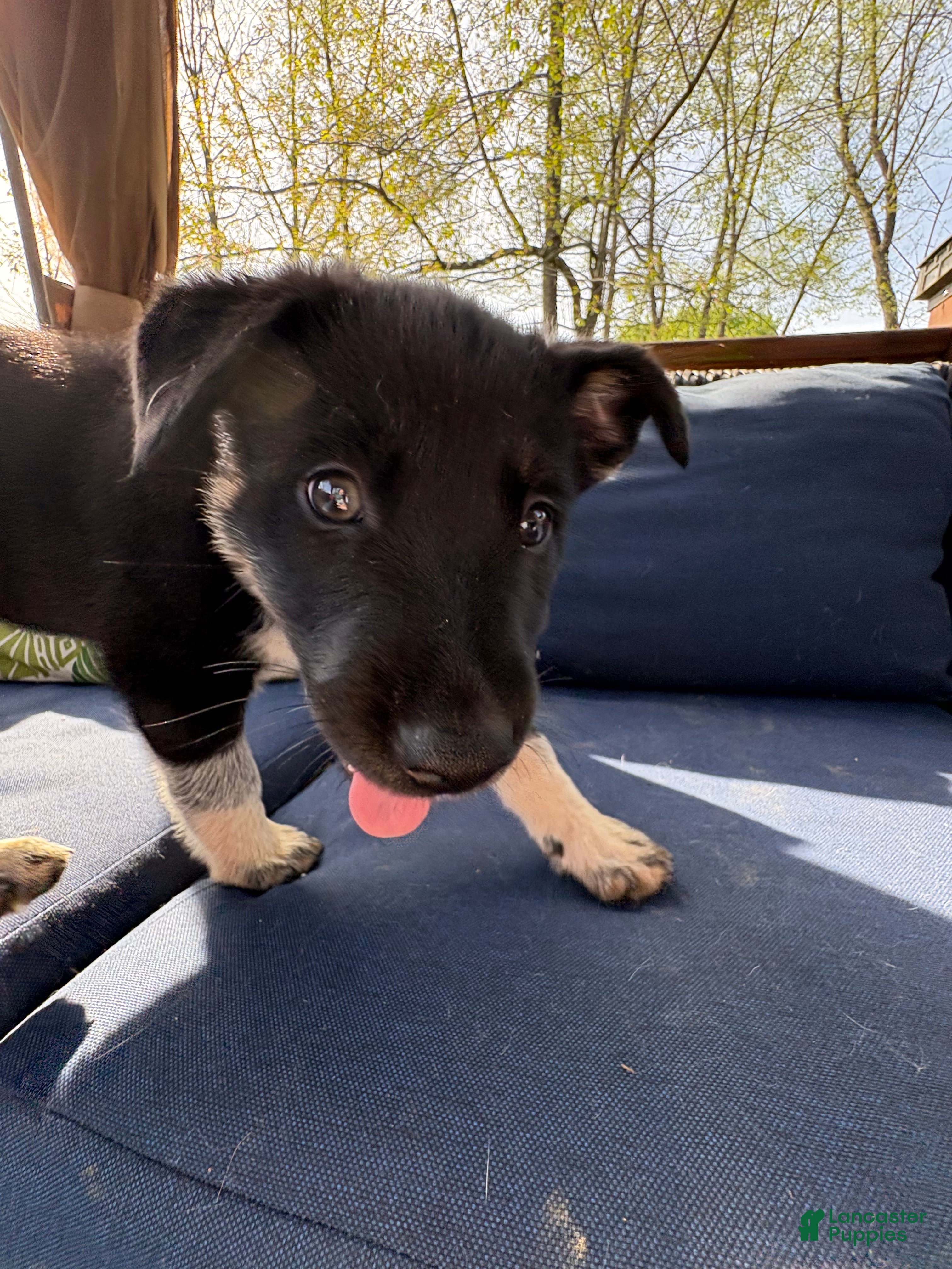 Mixed Breed dogs Luna - Ad 2