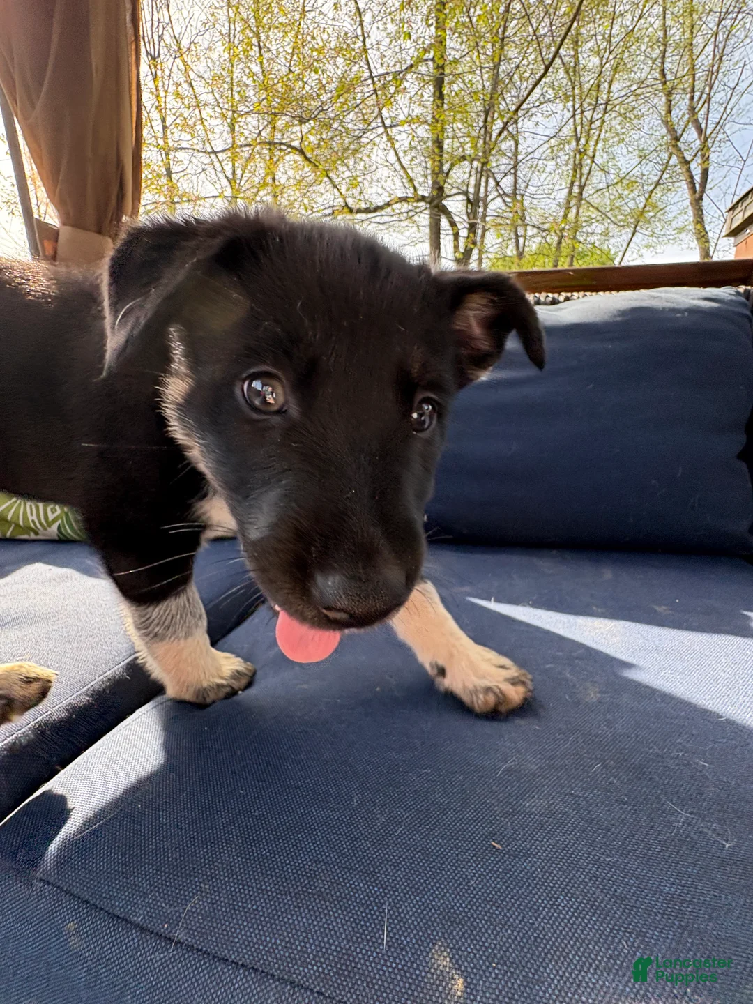 Mixed Breed dogs for sale: Luna - Ad 2