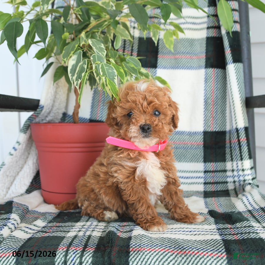 Cavapoo dogs April - Ad 1