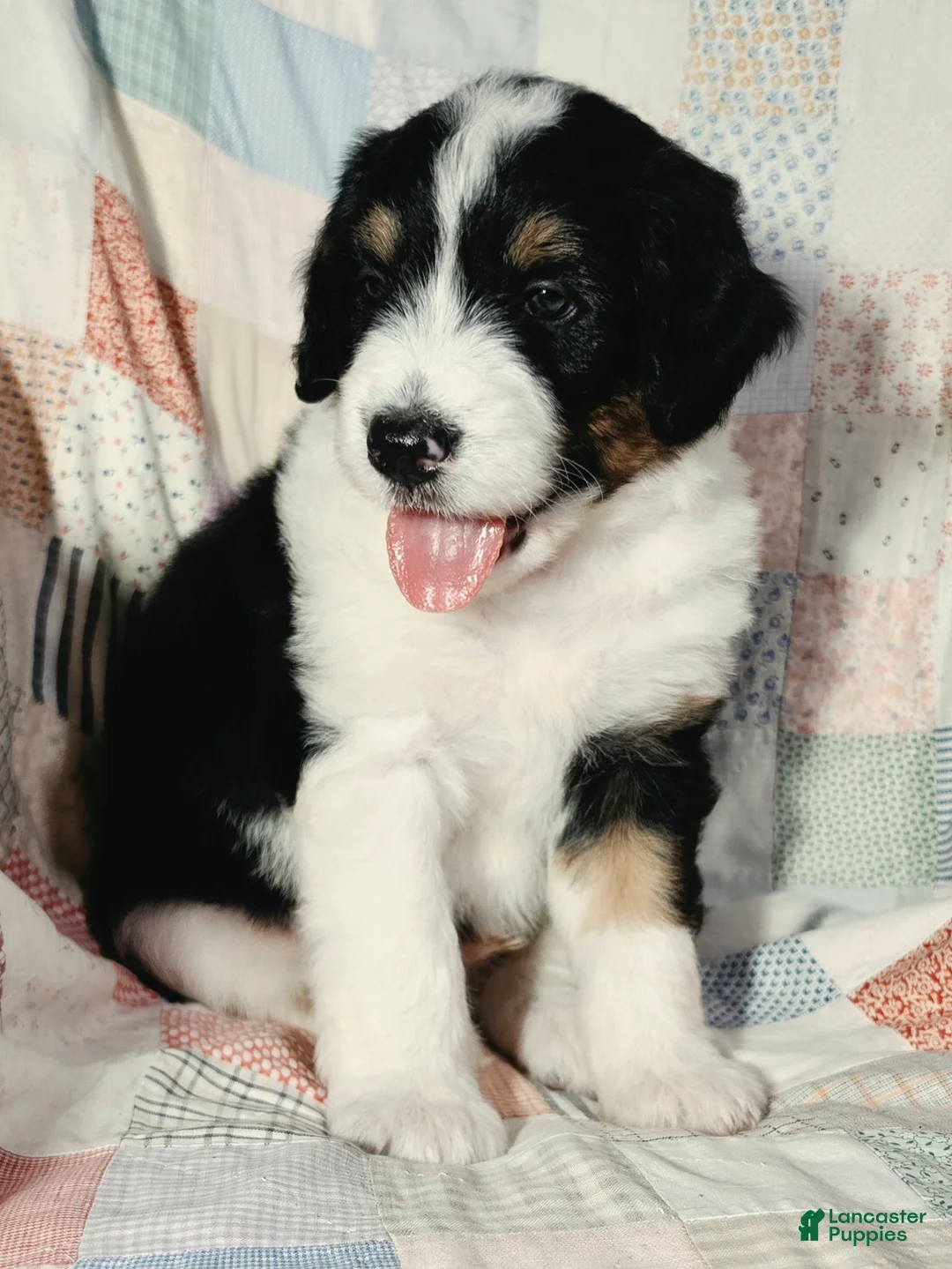 Aussiedoodle dogs for sale: Aussiedoodle 3 - Ad 2