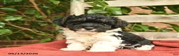 Yorkiepoo dogs for sale: Cleo  - Ad 3
