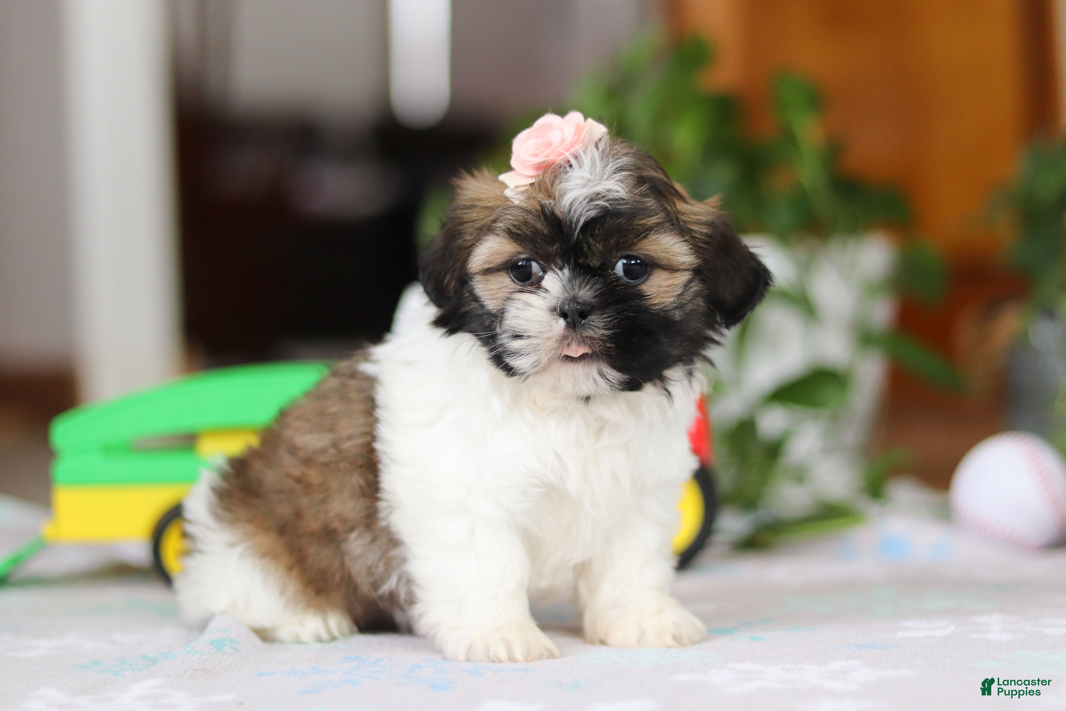 Shih Tzu dogs Nora - Ad 31