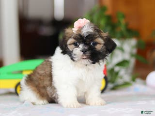 Shih Tzu dogs Nora - Ad 31