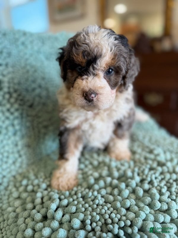 Bernedoodle dogs for sale: Fozzie - Ad 1