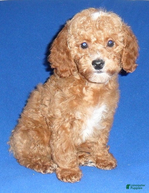 Cockapoo dogs Bentley - Ad 2