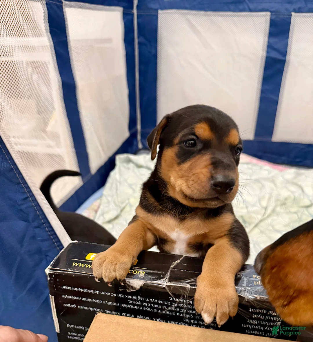 Mixed Breed dogs for sale: Doberman mix puppy  - Ad 2