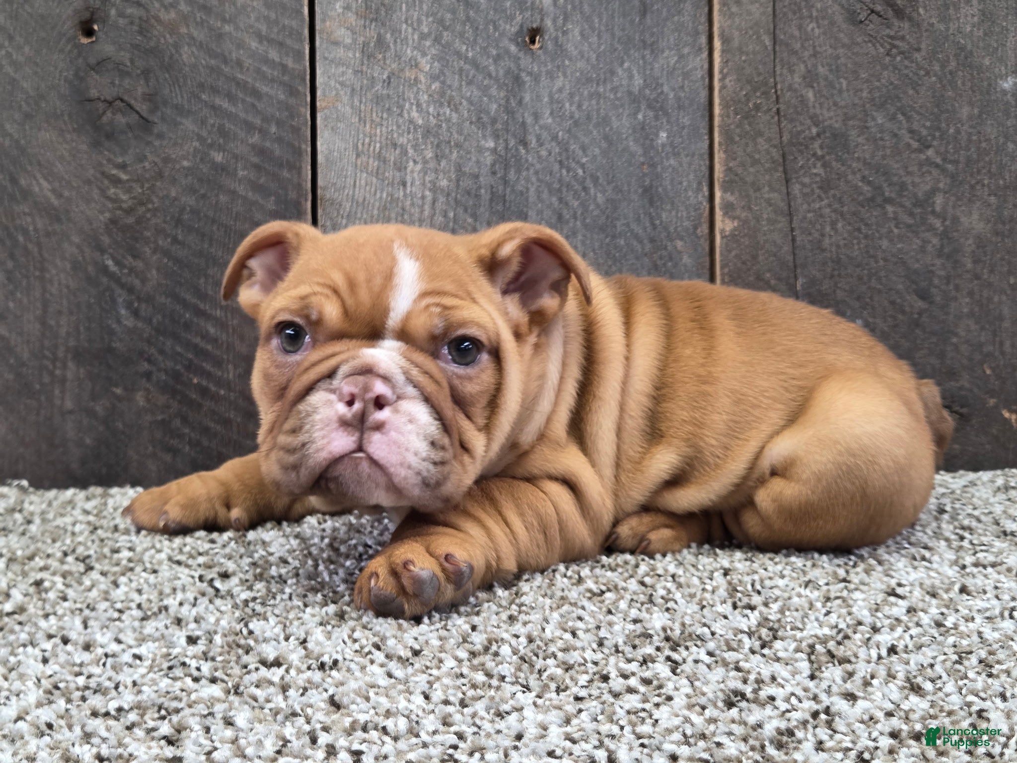 English Bulldog dogs English Bulldog Puppy 1 - Ad 2