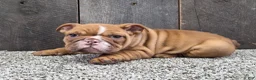 English Bulldog dogs for sale: English Bulldog Puppy 1 - Ad 2