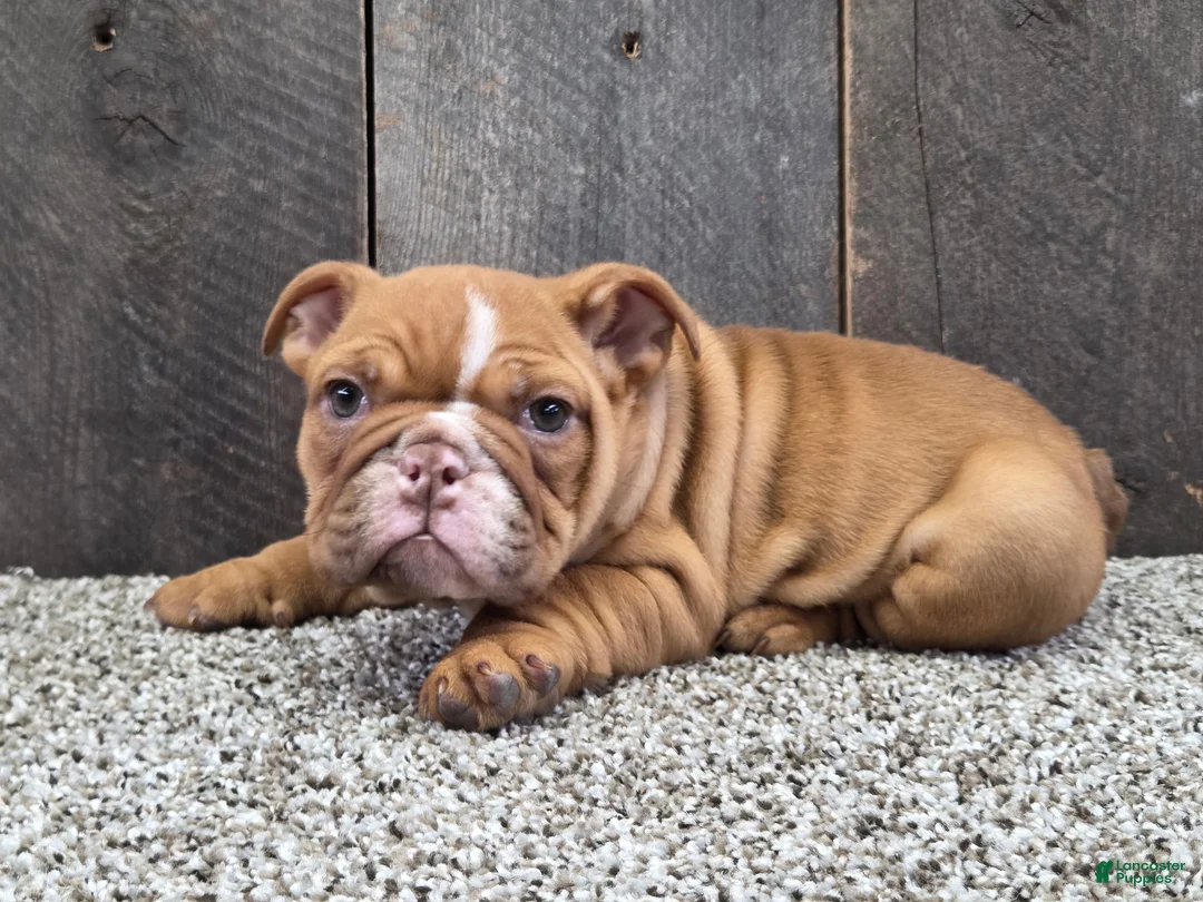 English Bulldog dogs for sale: English Bulldog Puppy 1 - Ad 2