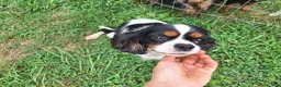 Cavalier King Charles Spaniel dogs for sale: Wesley - Ad 6