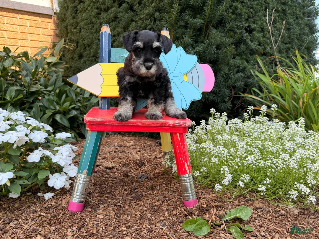 Miniature Schnauzer dogs for sale: Marley - Ad 15