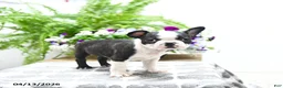 Boston Terrier dogs for sale: Kevin - Ad 4