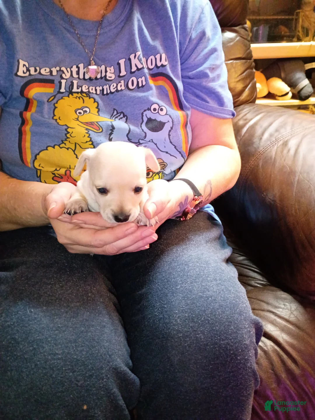 Chiweenie dogs for sale: Chiweenie Puppy 7 - Ad 2