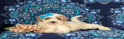 Bichpoo dogs for sale: Gillian - Ad 6