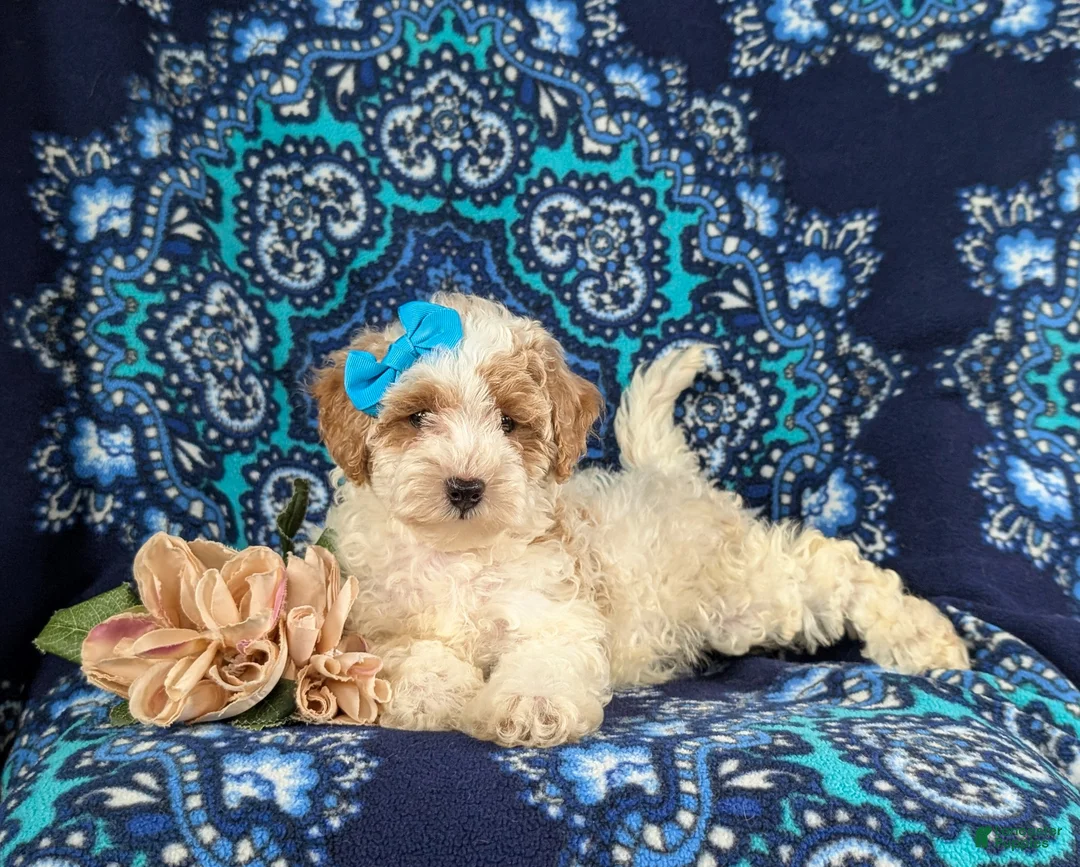Bichpoo dogs for sale: Gillian - Ad 6