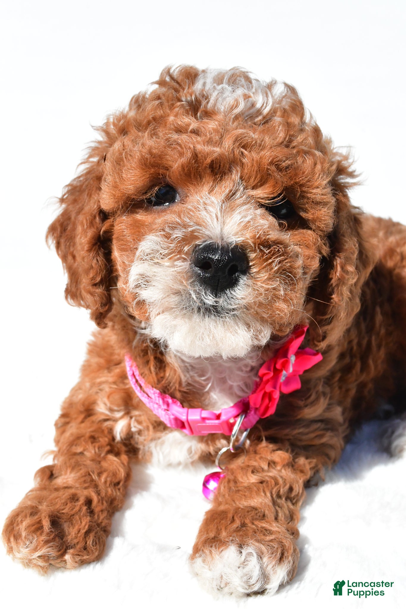 Miniature Poodle dogs Stacey - Ad 2
