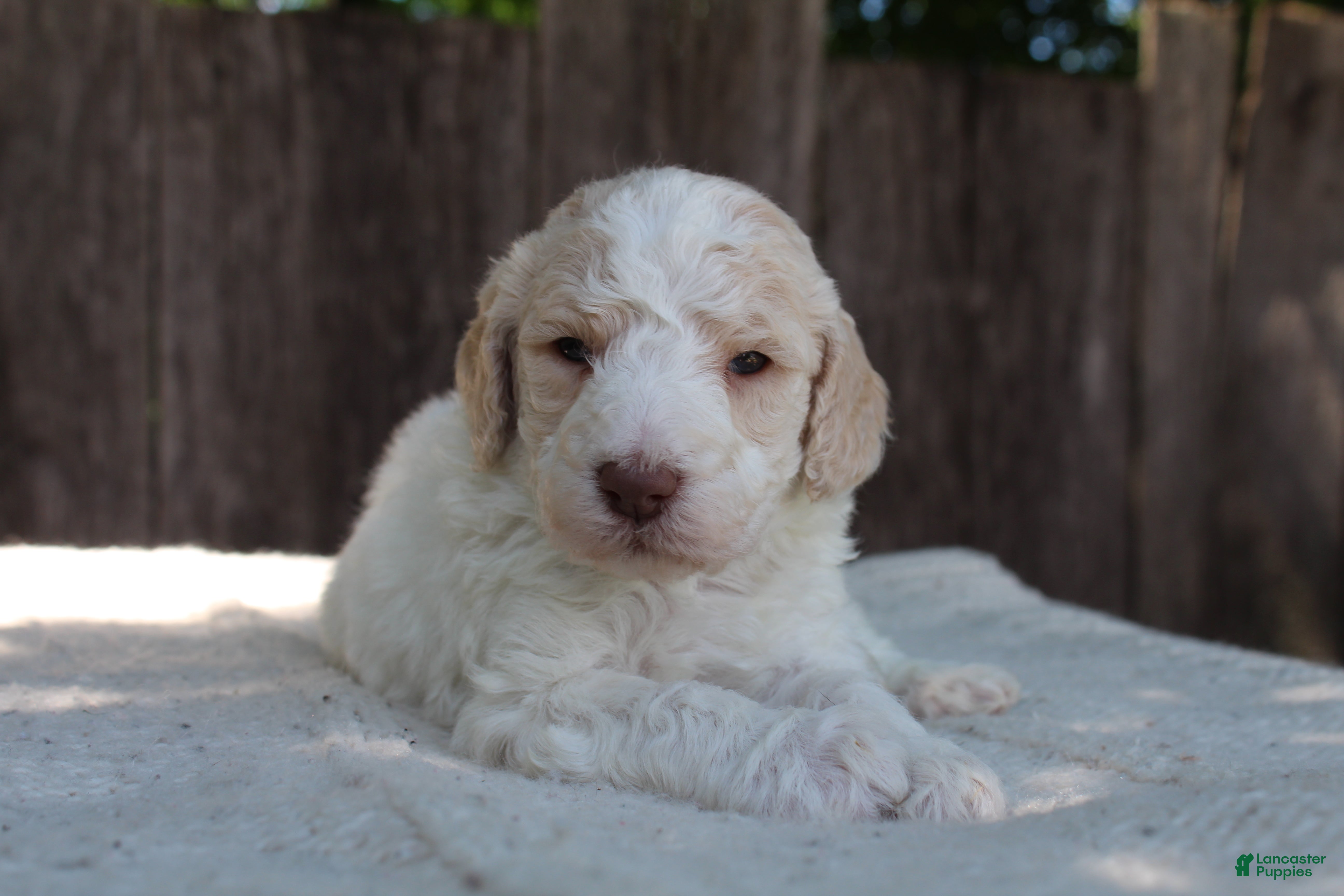 Standard Poodle dogs for sale: Pebble AKC Standard Poodle - Ad 2