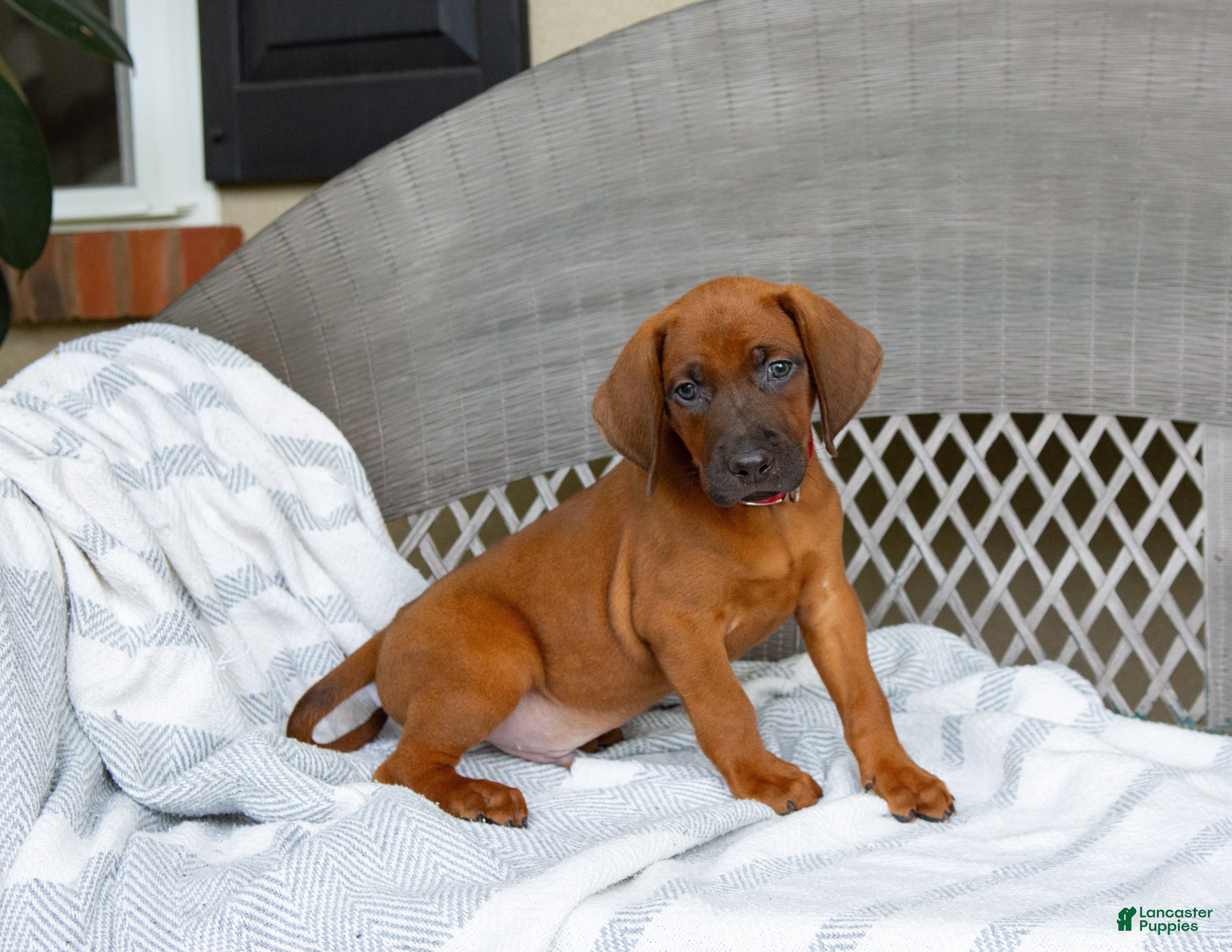 Redbone Coonhound dogs Blaze - Ad 9