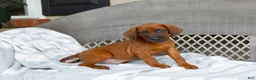 Redbone Coonhound dogs for sale: Blaze - Ad 1