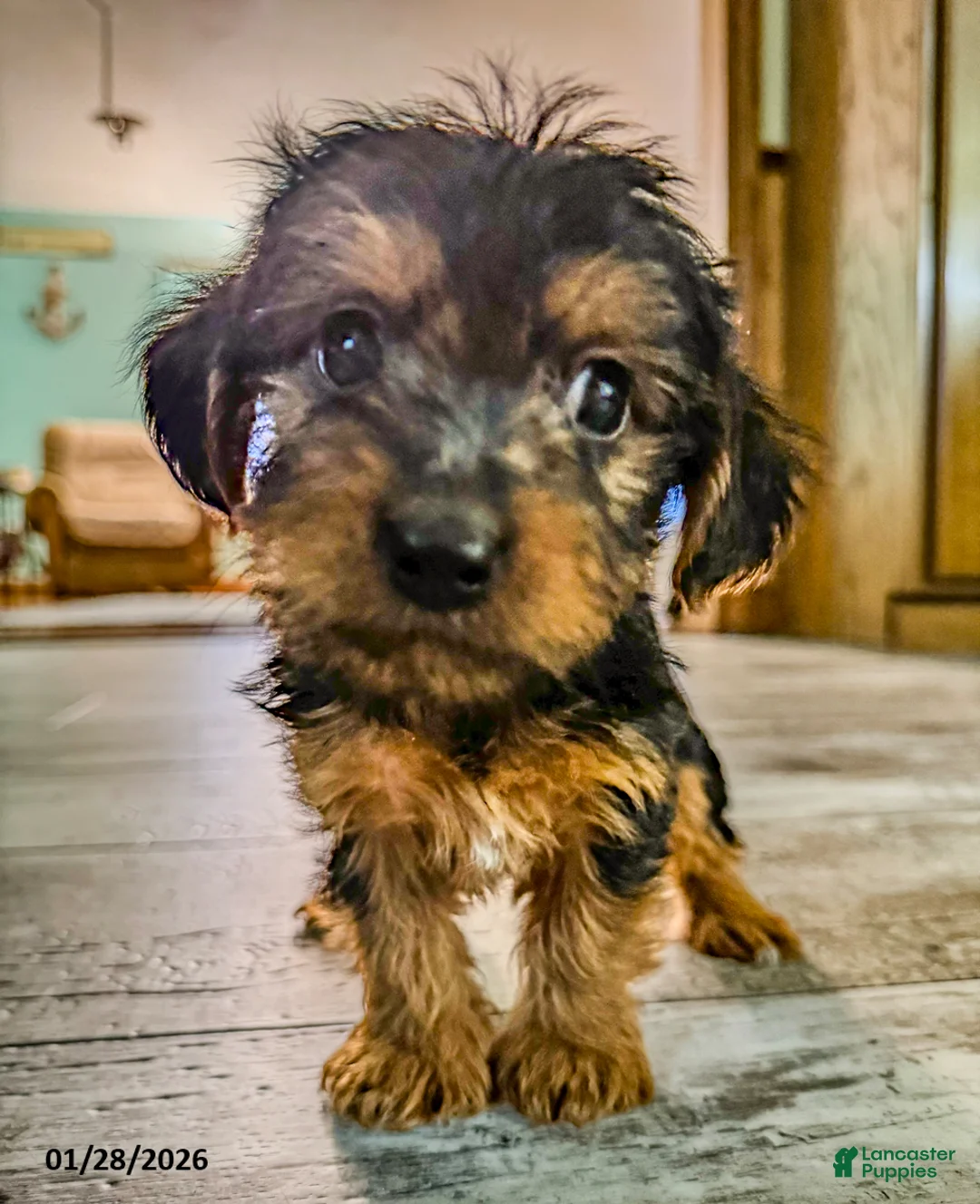 Yorkiepoo dogs for sale: Muffin - Ad 2
