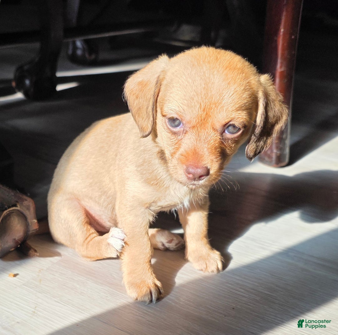 Mixed Breed dogs for sale: Ginger - Ad 3