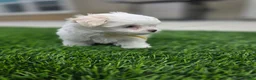 Maltese dogs for sale: 🐶 Female Maltese Puppy – Sweet, Playful & Petite - Ad 2