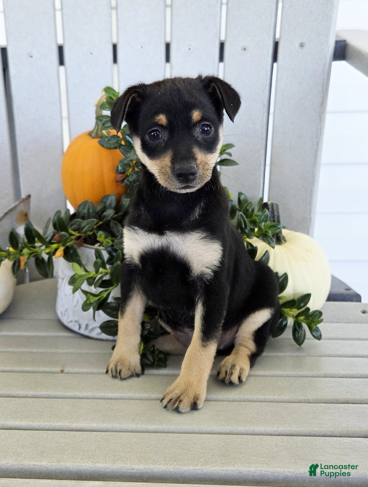 Miniature Pinscher dogs Daisy - Ad 1