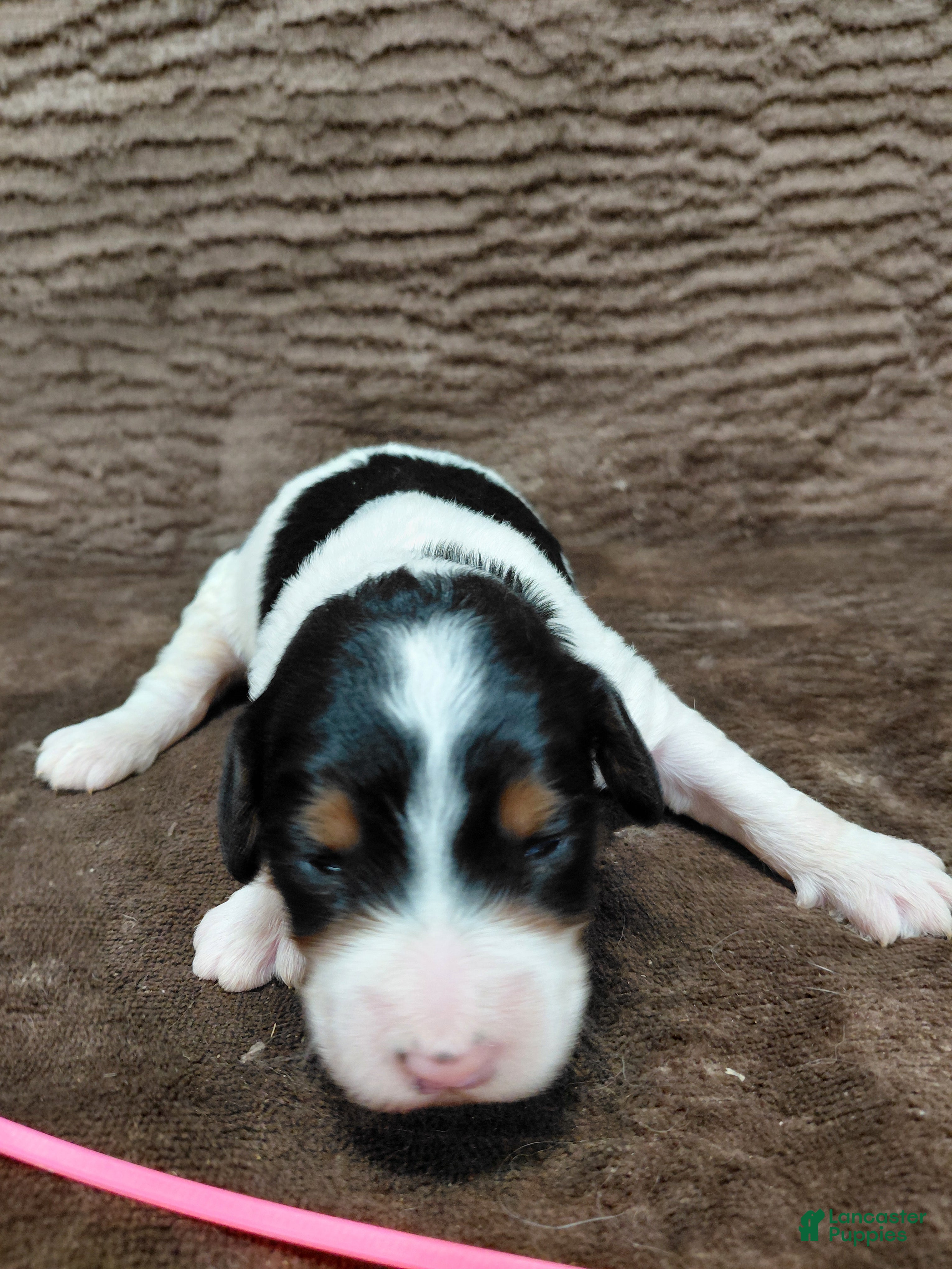 Bernedoodle dogs Bernedoodle Puppy 6 - Ad 9