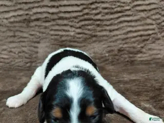 Bernedoodle dogs Bernedoodle Puppy 6 - Ad 29