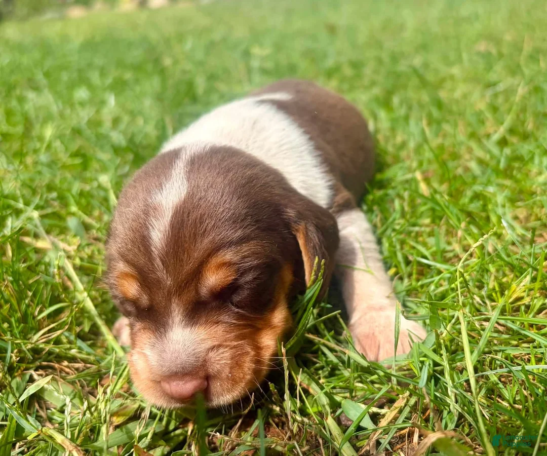 Beagle dogs for sale: Mr Blue - Ad 1