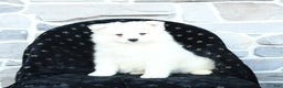 Samoyed dogs for sale: Kayden - Ad 3