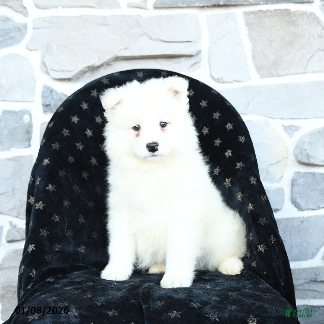 Samoyed dogs for sale: Kayden - Ad 3