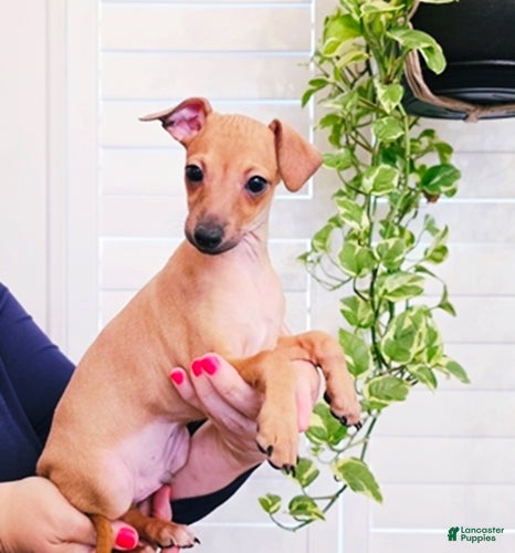 Italian Greyhound dogs Sebastian - Ad 2