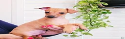 Italian Greyhound dogs for sale: Sebastian - Ad 2