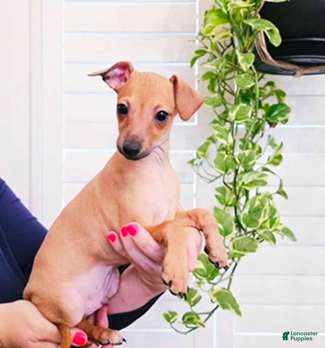 Italian Greyhound dogs for sale: Sebastian - Ad 2