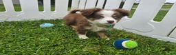 Toy Australian Shepherd dogs for sale: Boy 2 - Ad 2