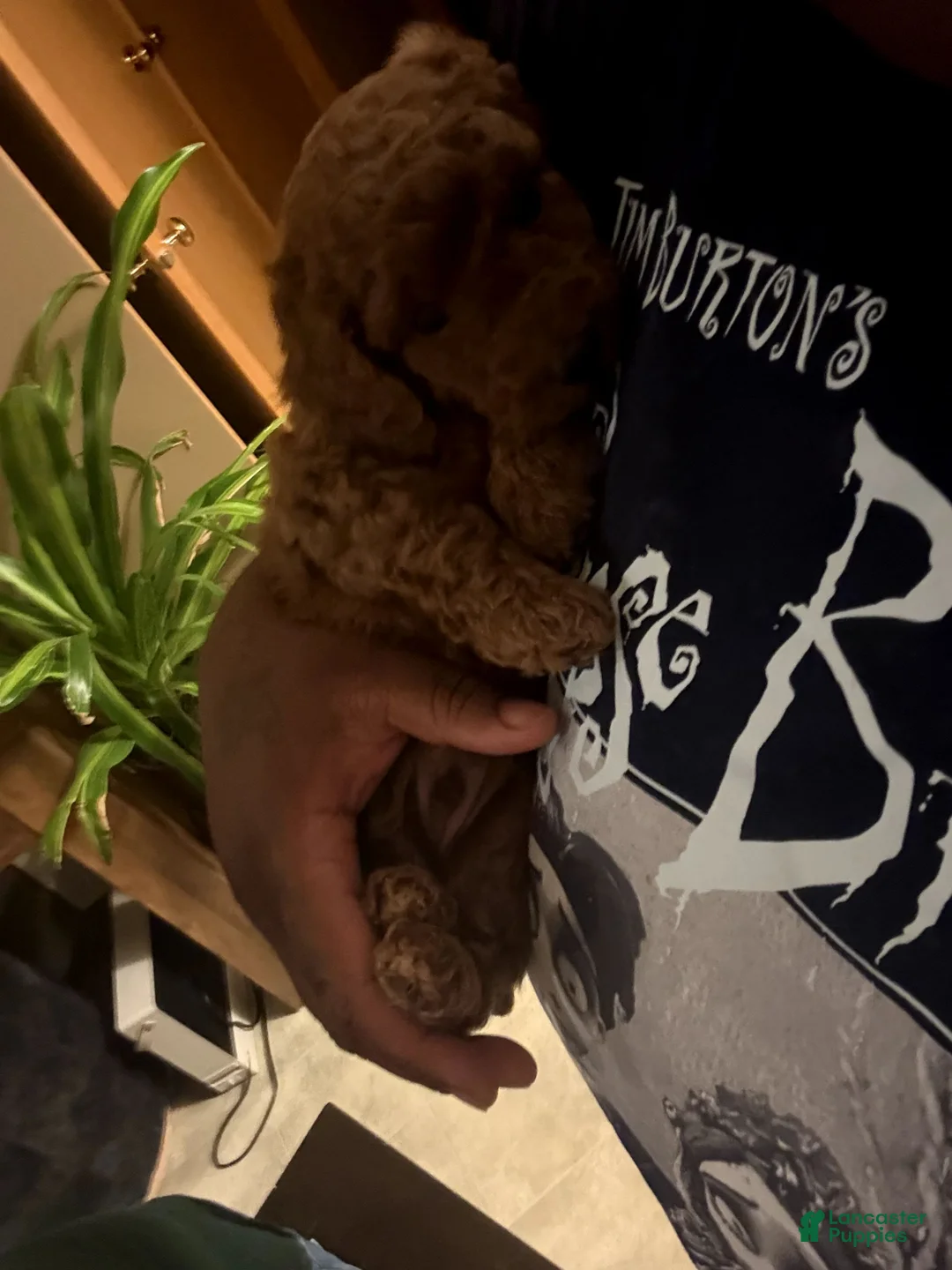 Mini Goldendoodle dogs for sale: Cupcake - Ad 2