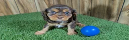 Cavalier King Charles Spaniel dogs for sale: Donuts Boy 2 - Ad 6