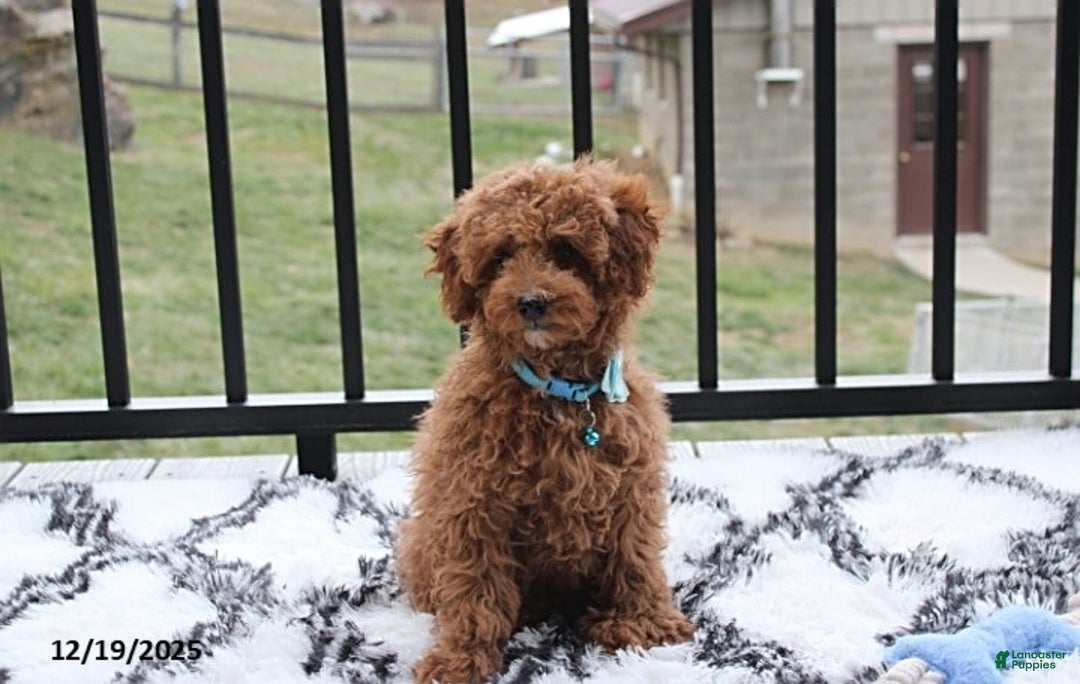 Toy Poodle dogs for sale: Patrick - Ad 6