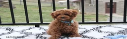 Toy Poodle dogs for sale: Patrick - Ad 22