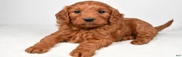 Mini Goldendoodle dogs for sale: Bridget - Ad 4