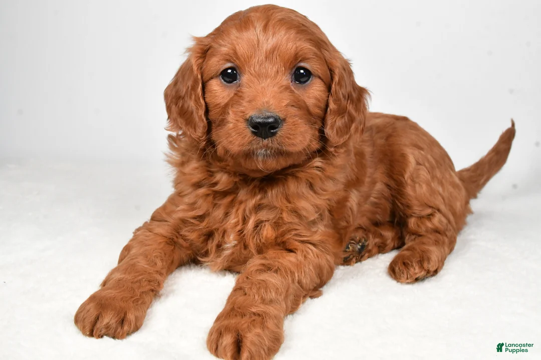 Mini Goldendoodle dogs for sale: Bridget - Ad 4