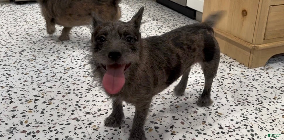 Mixed Breed dogs Scarlet - Ad 2