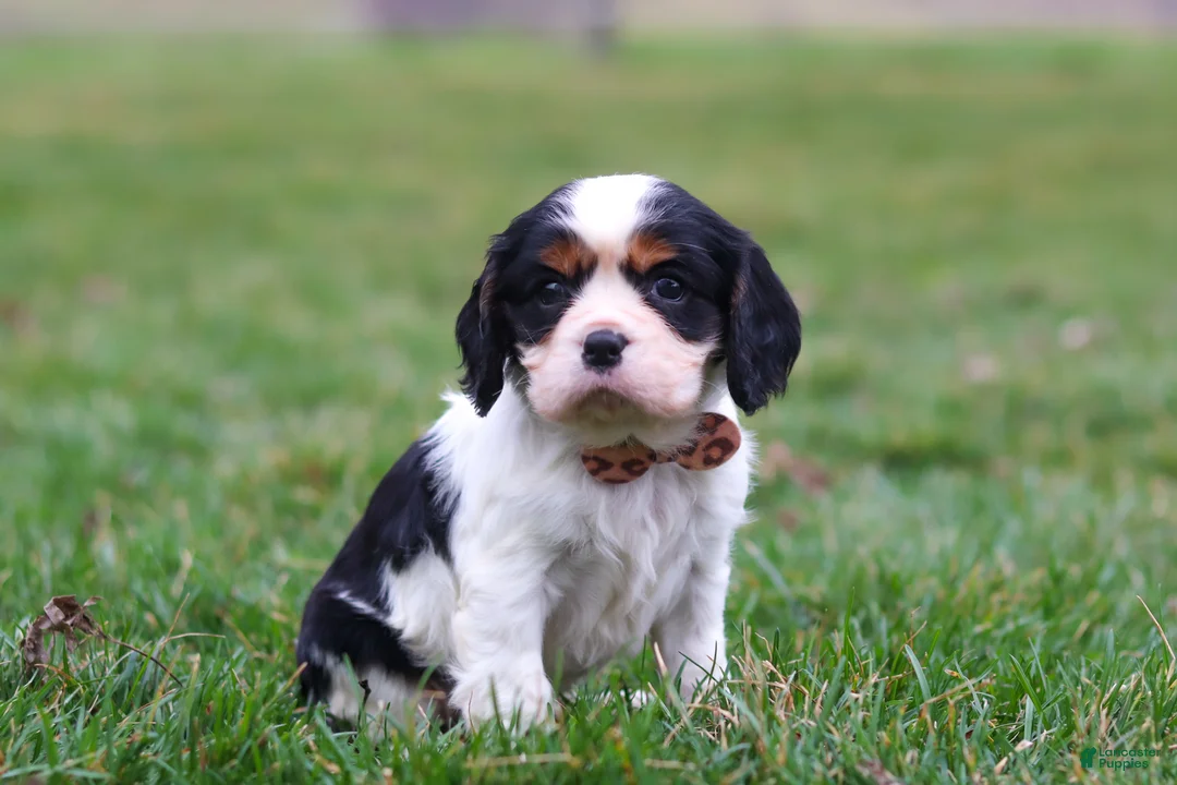 Cavalier King Charles Spaniel dogs for sale: River - Ad 1