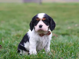 Cavalier King Charles Spaniel dogs for sale: River - Ad 3