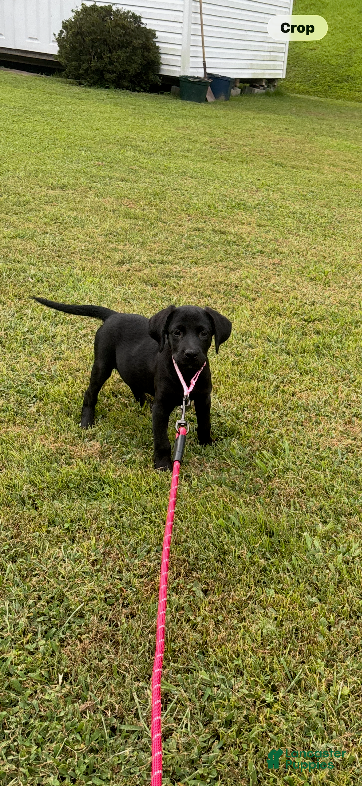 Labrador Retriever dogs Ruby  - Ad 2