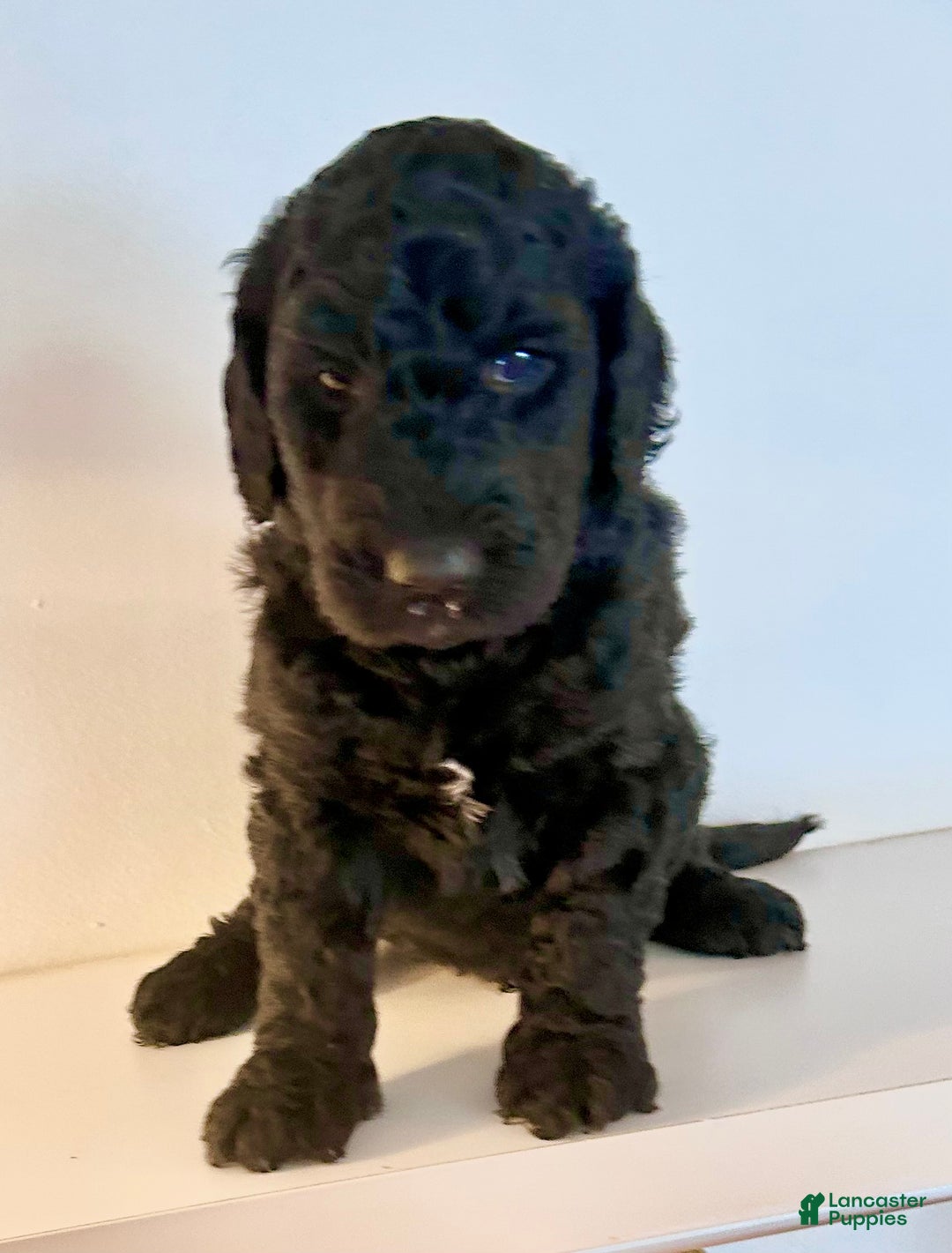 Goldendoodle dogs for sale: Bubba - Ad 1